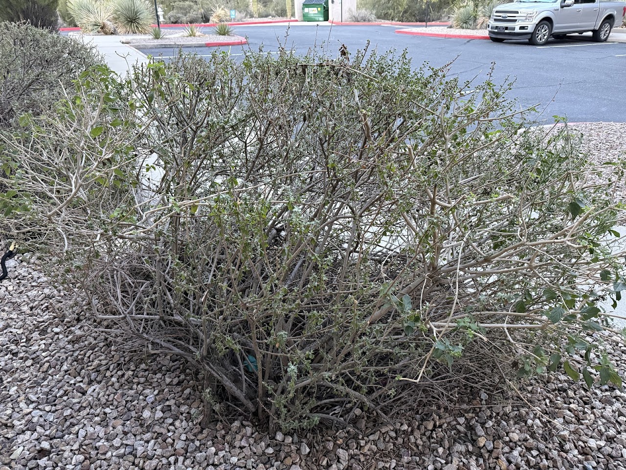 Santa Rita Landscaping LLC project